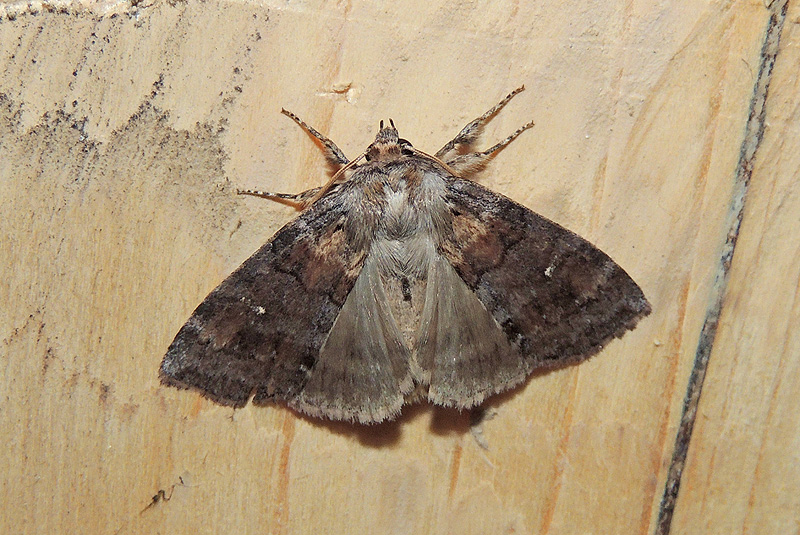 Cymatophorina diluta Drepanidae